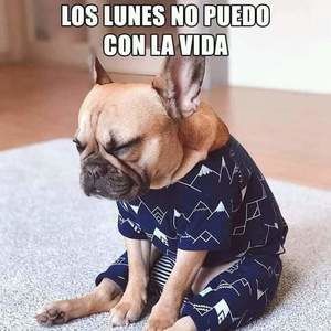 Meet your Posher, Armando